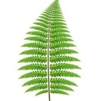 onlyferns avatar